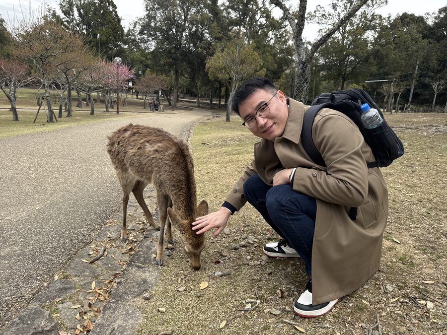 2025-Cute deer in Nara, Japan